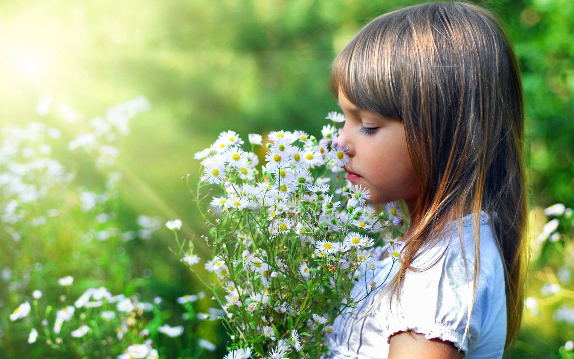 verão natureza grama flor ao ar livre bom tempo parque sol feno