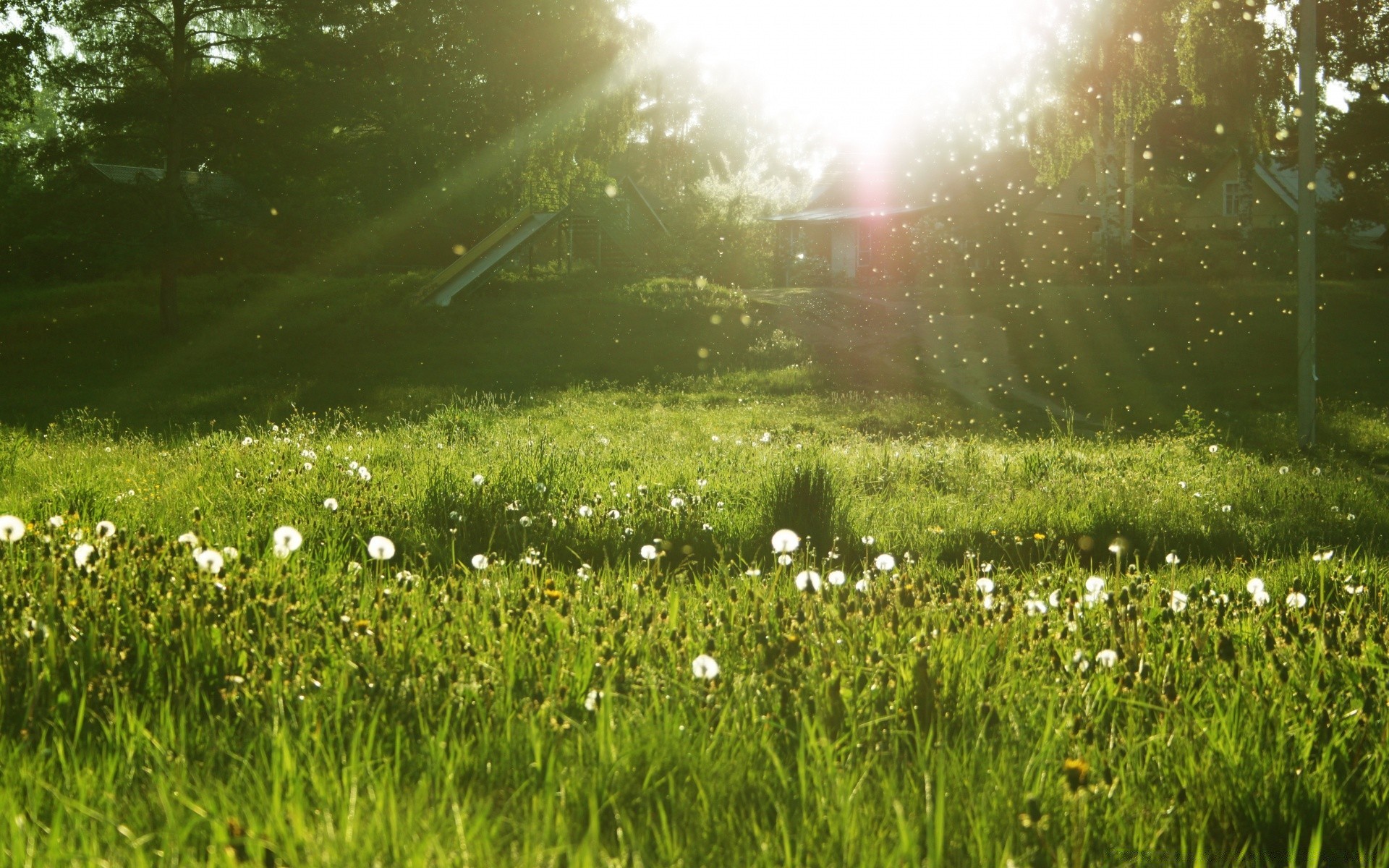 summer grass landscape hayfield field nature lawn outdoors environment countryside sun rural dawn country fair weather