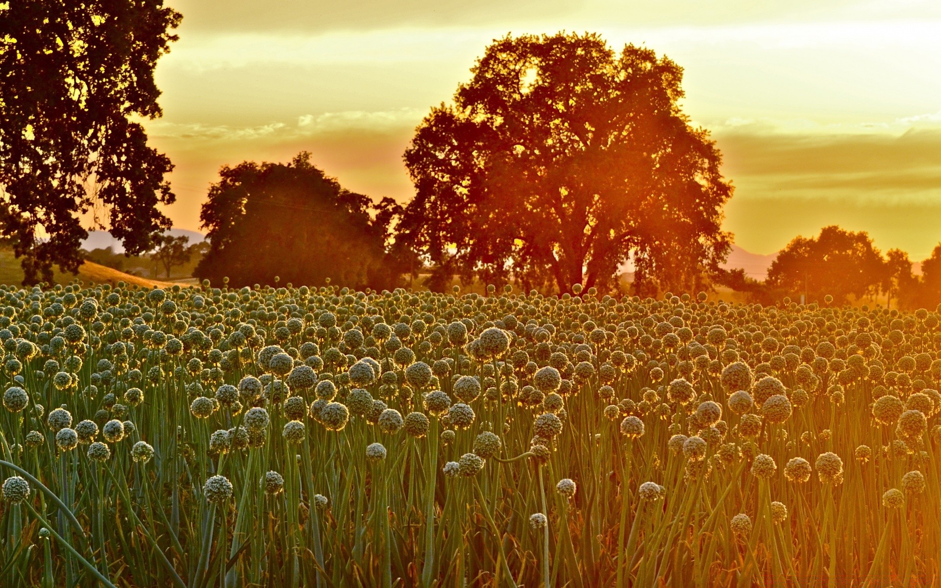 verano naturaleza paisaje al aire libre amanecer sol buen tiempo rural cielo campo escritorio puesta del sol