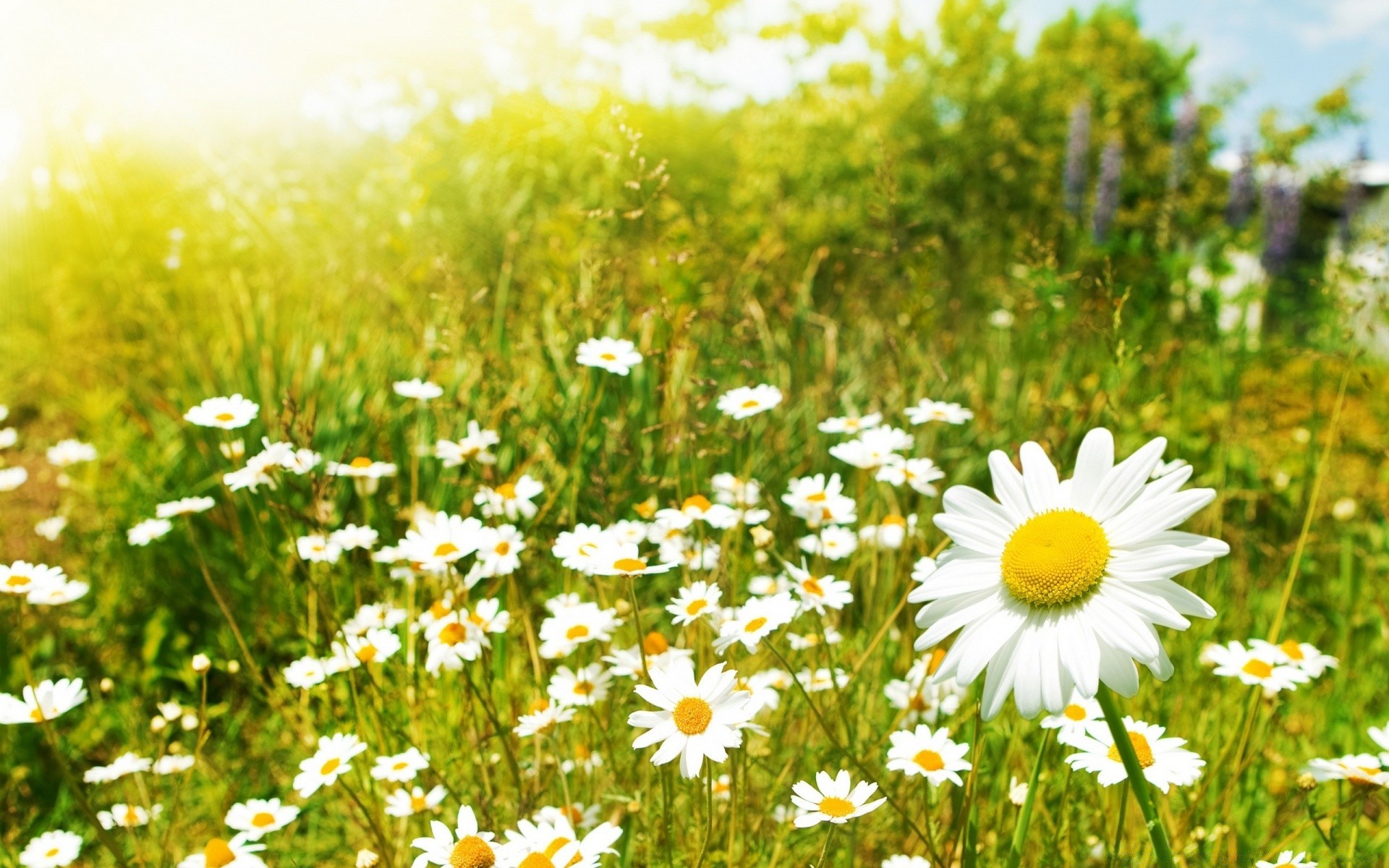 estate natura margherita fieno campo erba rurale fiore bel tempo flora sole luminoso all aperto crescita pascolo stagione campagna prato foglia