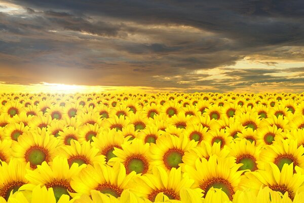 A field of sunflowers with a beautiful sky