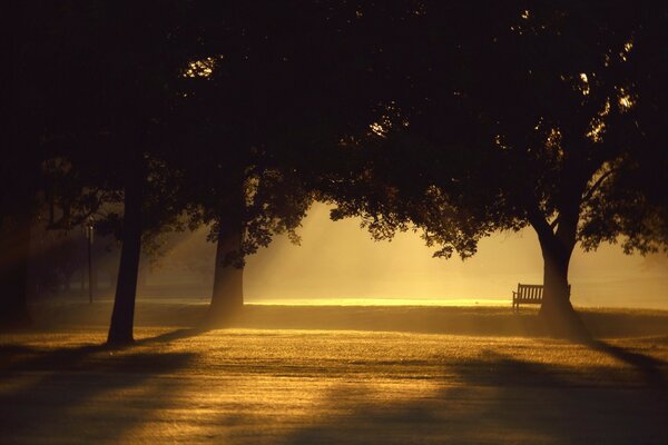 Summer Park on a foggy morning