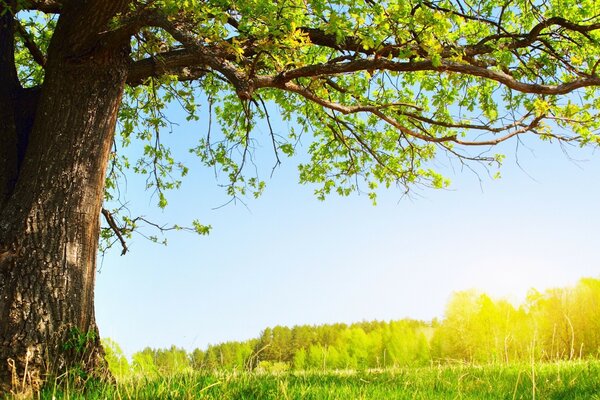 Baum im Feld an einem Sommertag