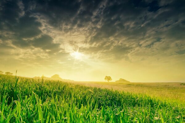 Pâturage rural sur une journée d été