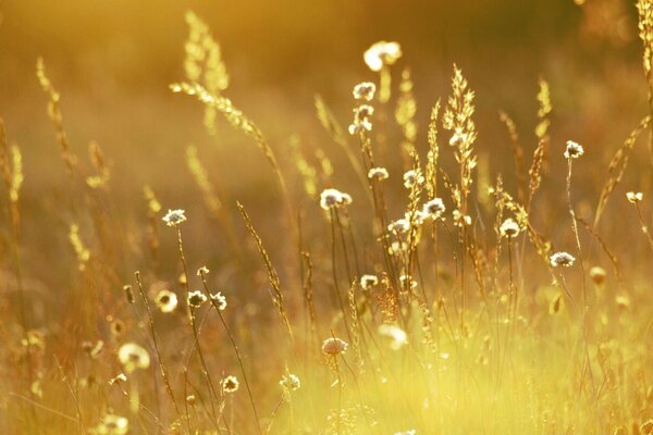 Fiori selvatici nel sole del mattino