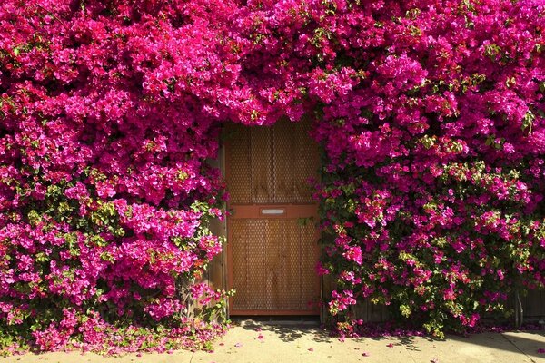 A door overgrown with pink roses