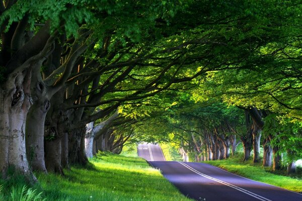 Route goudronnée à travers l allée