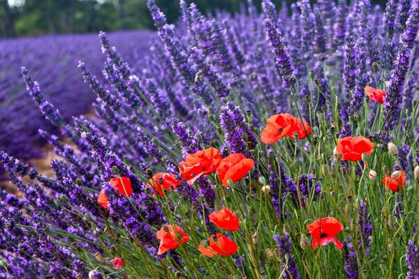 Lavendel im Feld an einem sonnigen Sommertag