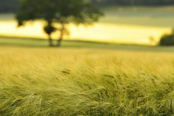 सूर्यास्त के समय ग्रीष्मकालीन गेहूं का खेत