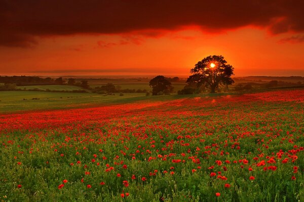 Ländliches Feld bei Sonnenuntergang