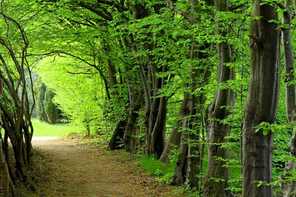 La naturaleza es el mejor creador de la Tierra