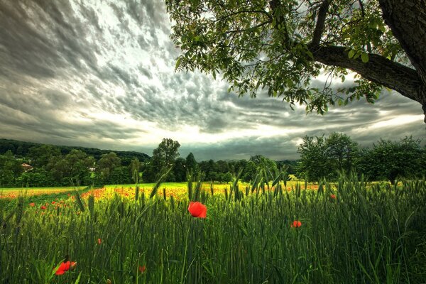 Red poppies in summer in a clearing