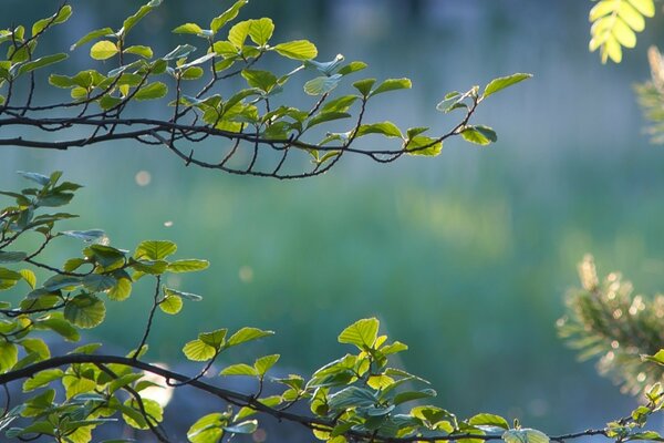 Branches with green leaves on a blue forest background