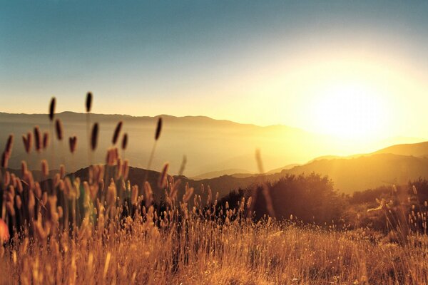 Puesta de sol sobre un campo de trigo