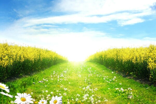 Bright summer landscape with daisies