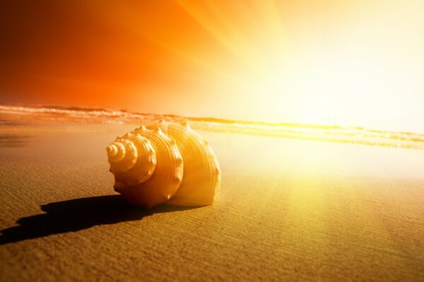 A shell on the sand in the light of the sun