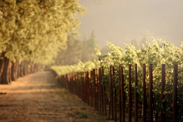 Paesaggio di agricoltura e alberi