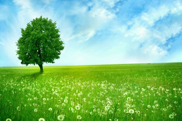 Árbol solitario en el campo