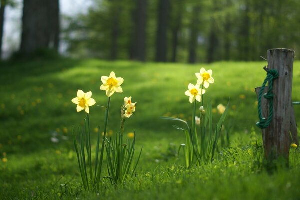 Spring daffodils on the field next to the bench