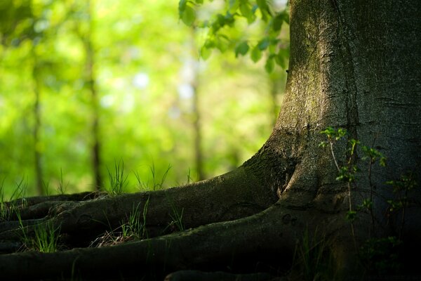 Die Schönheit der Natur, die wir nicht bemerken