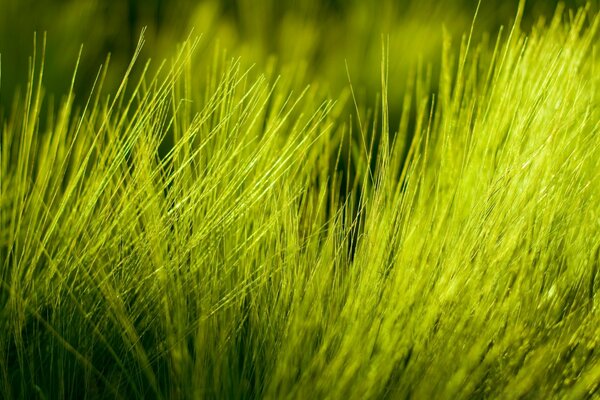 Hierba verde en medio del campo