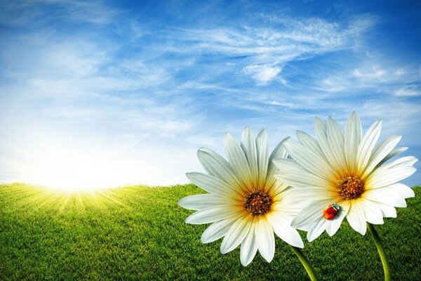 Campo de verano y mariquita en flor