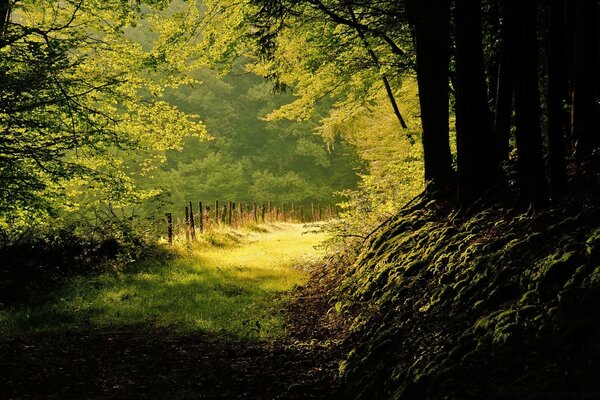 Die goldene Mitte eines dichten Waldes