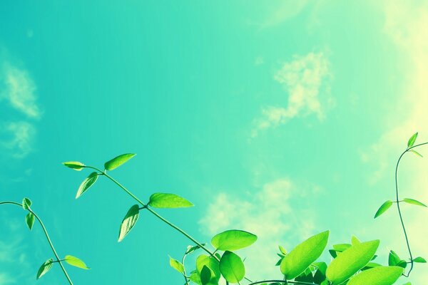 Fogliame verde contro il cielo Verde