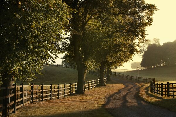 Summer road with trees