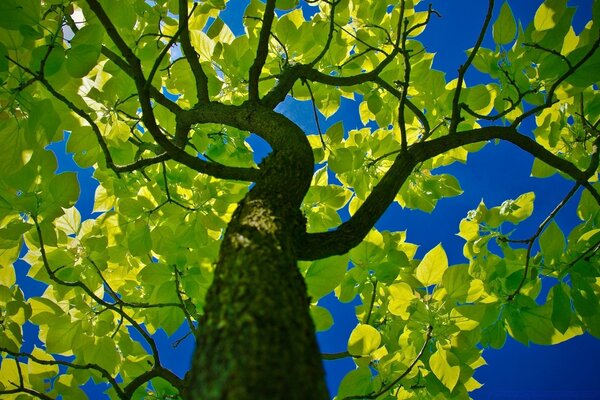 Curved tree with green leaves