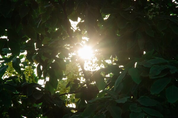 The sun s rays through the leaves of the tree