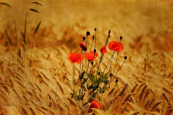 Red poppies in the middle of a wheat field