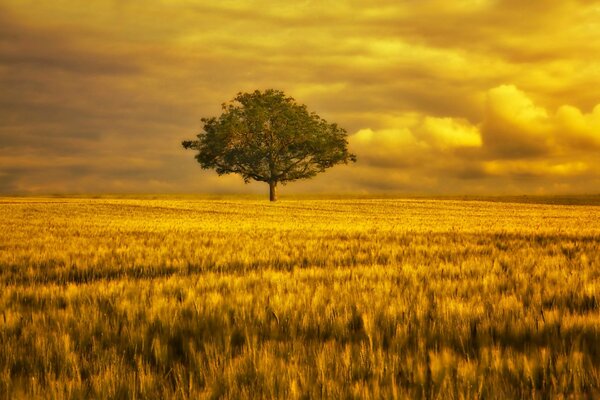 Ein einsamer Baum, der auf einem Feld steht