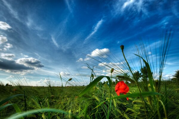 Meadow. Mac. Extraordinary sky