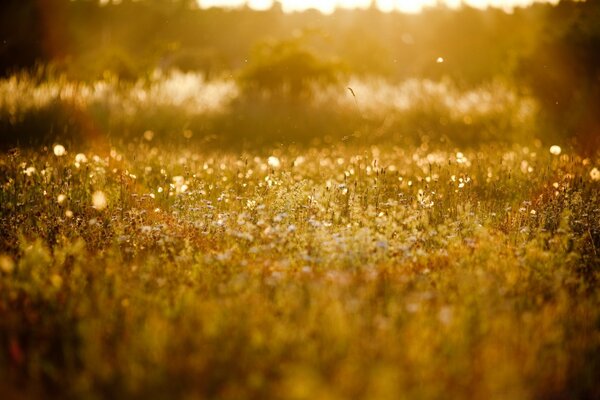 Golden meadow in bokeh style