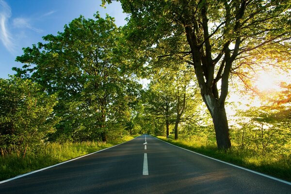 Strada all ombra degli alberi dai raggi del sole