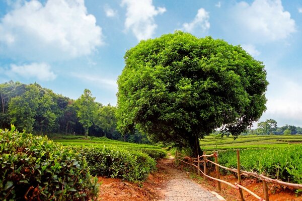 Un árbol poderoso en medio de un paisaje alpino