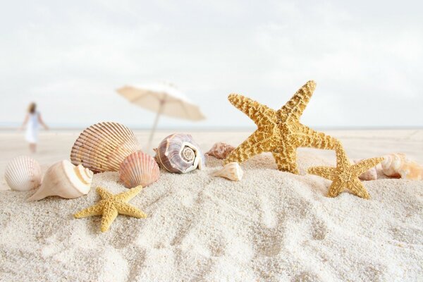 Composición de estrellas de mar y raquetas en la playa