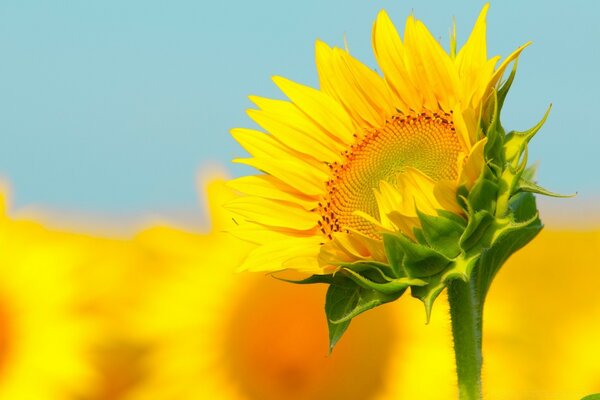 Tournesol sur le champ closeup