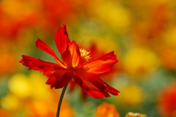 Flor roja sobre fondo borroso