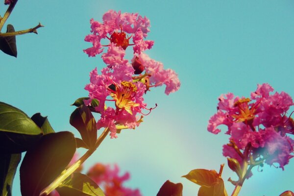 The beauty of summer nature - bright flowers