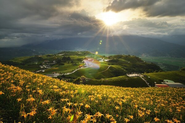 Natur-Feld der gelben Lilien auf dem Hintergrund der grünen Hügel