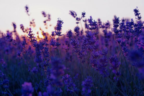 Purple sunset in the middle of a simple field