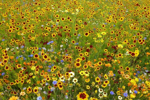 Viele schöne Blumen auf dem Feld