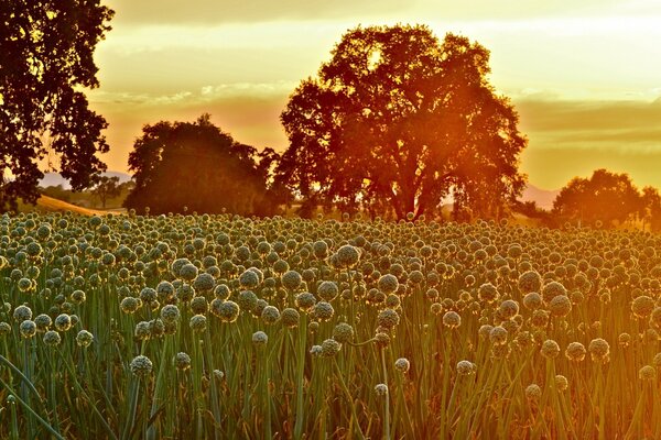 Dawn in the summer in the field