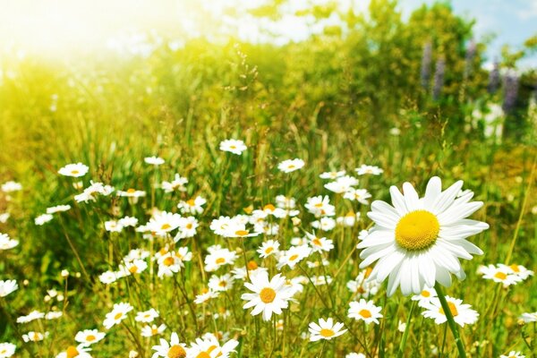 Sommer blühende Zwiebel mit schneeweißen Gänseblümchen