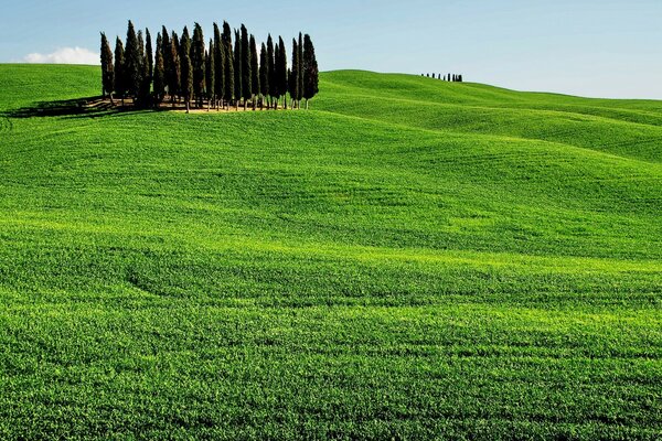 Schöne Landschaft mit Bäumen und grünem Gras