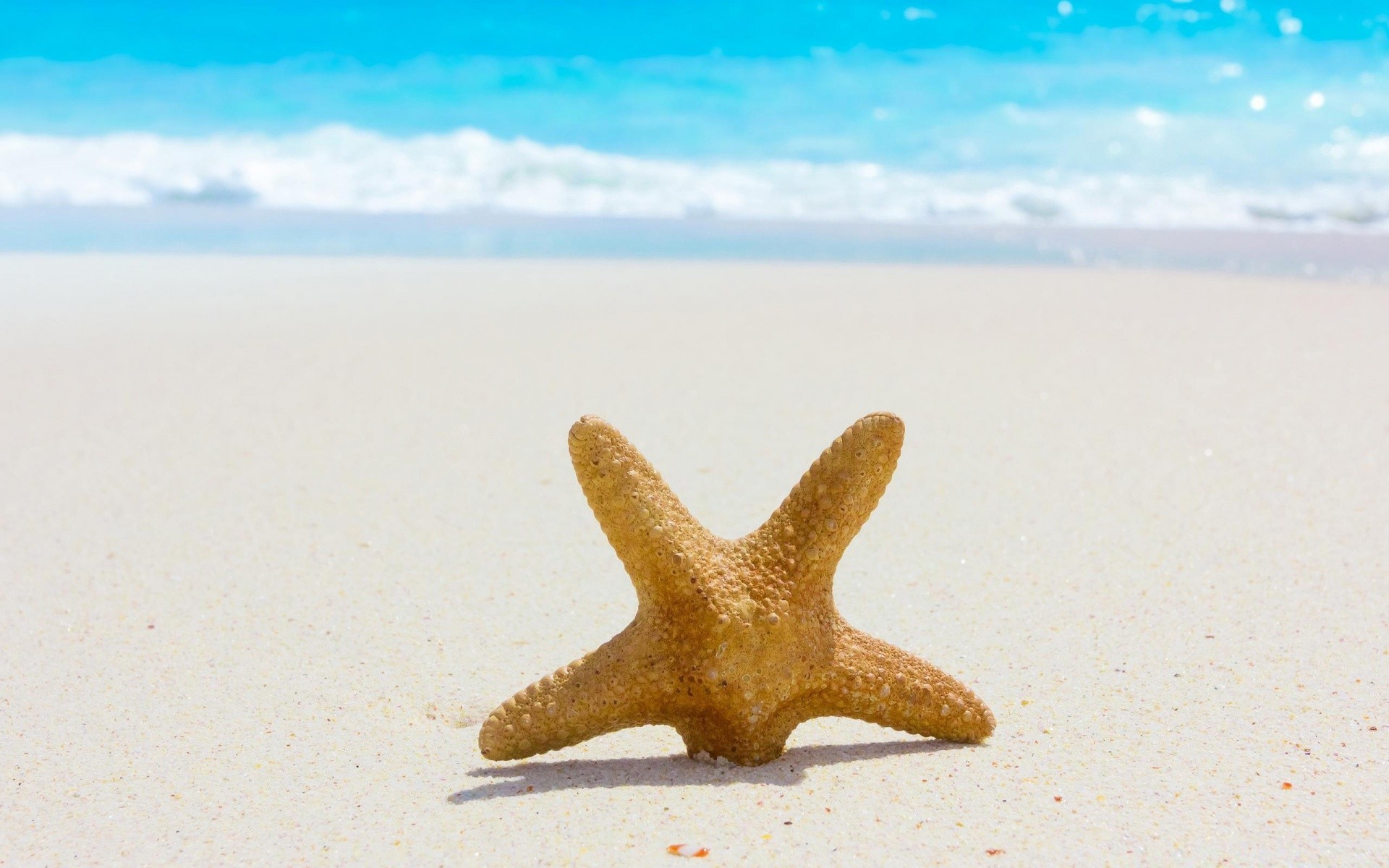 夏天 海星 沙子 海滩 海 旅行 海 贝壳 贝壳 棘皮动物 水 贝类 度假 海洋 自然 一个 热带 天空 户外