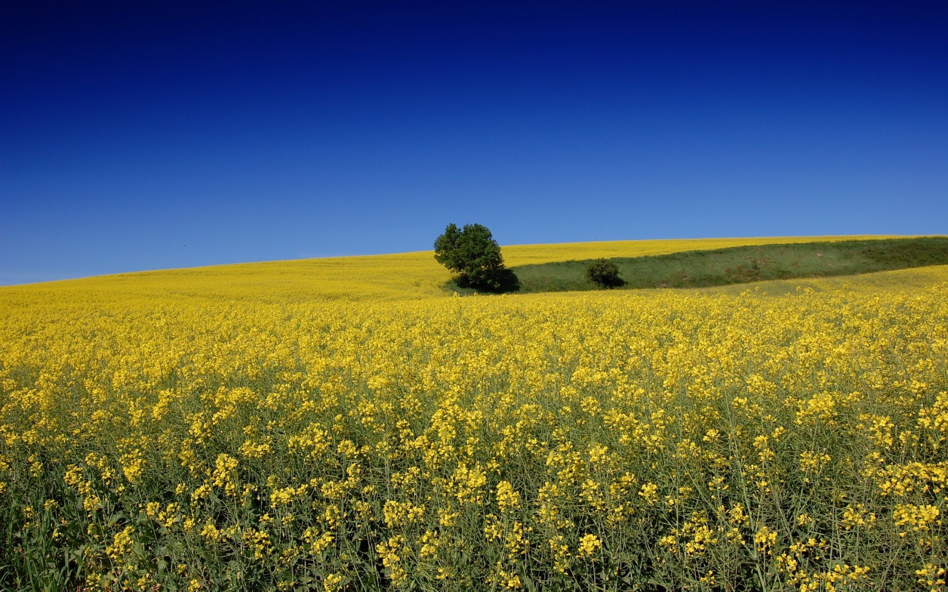 été agriculture paysage champ récolte ciel ferme huile rural fleur nature à l extérieur horizon environnement flore foin campagne scénique lumière du jour sol