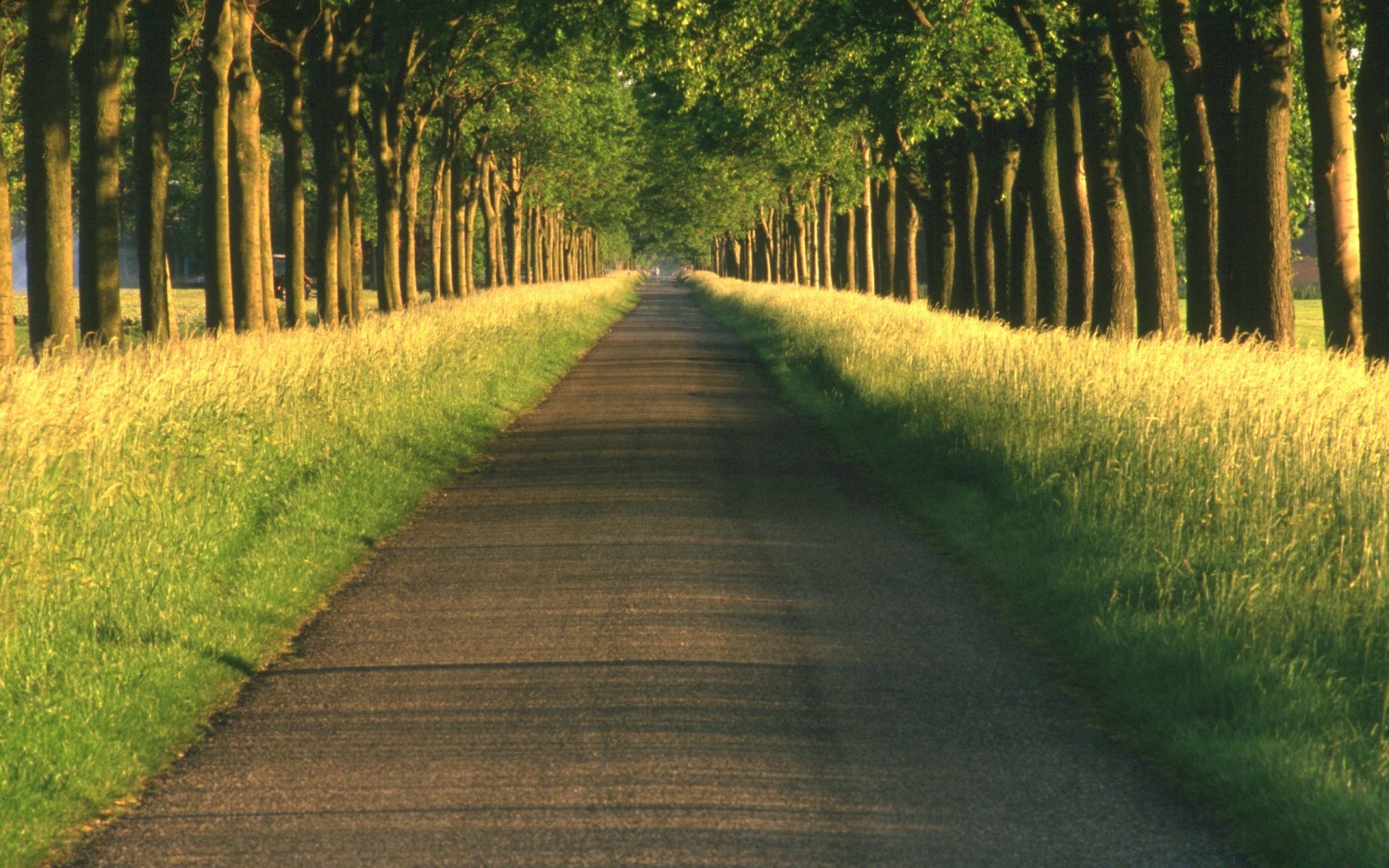 verano madera guía camino árbol paisaje naturaleza hierba hoja parque al aire libre camino rural campo escénico medio ambiente buen tiempo exuberante país